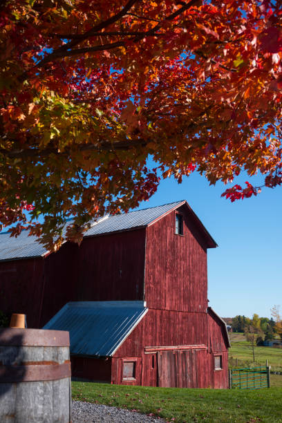 istock Red barn and red maple leaves during a warm fall day 1442727512