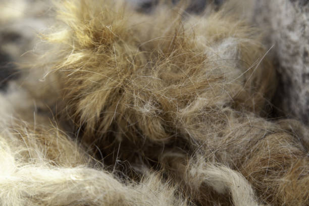 istock Animal hair background 1442727533