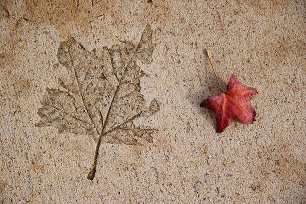 Leaf in concrete stock photo