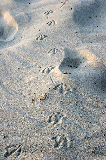 Bird footprints on sand stock photo