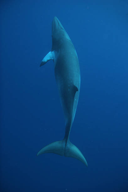 Minke whale vertical stock photo