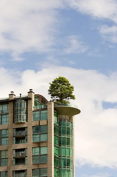 roof garden with a tree
