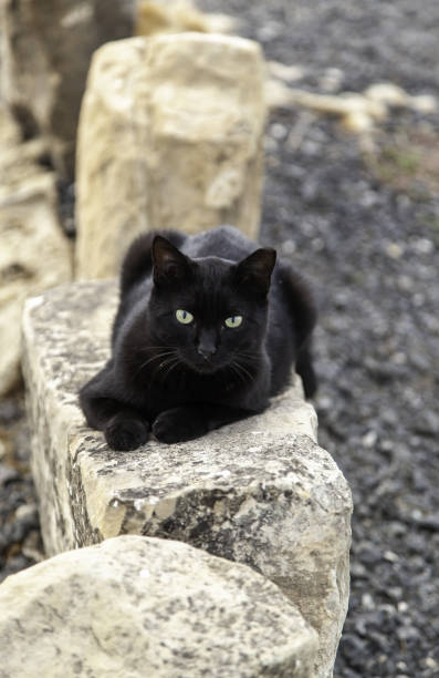 istock Street abandoned cats 1442730223