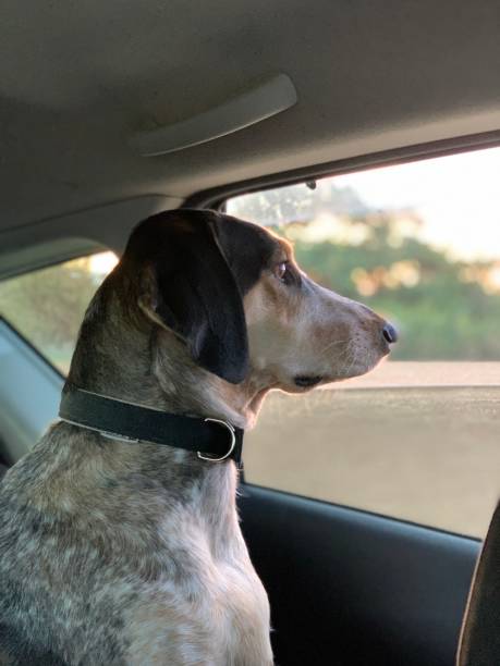 istock Hunting dog in the car 1442730260