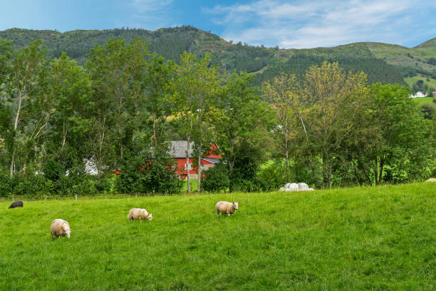 istock Norway, sheeps grazing on green field, Rosendal 1442731925