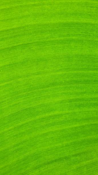 istock Texture of banana leaf. 1442732011