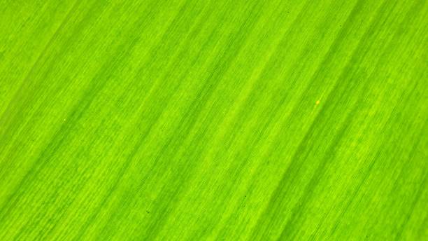 istock Texture of banana leaf. 1442732254