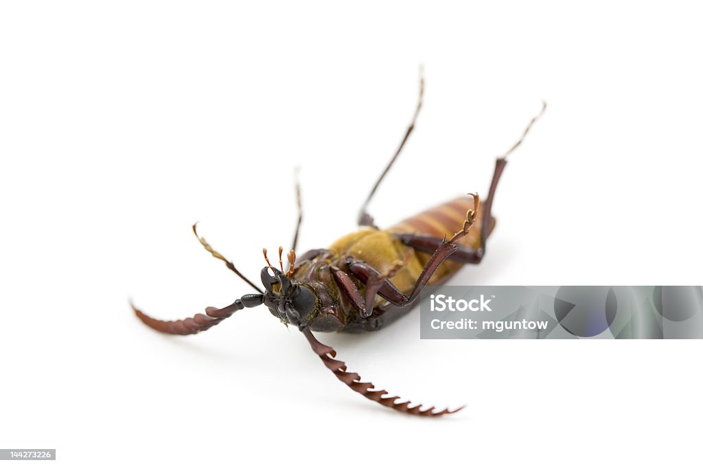 Dead Prionus Bug (California - Foto stock royalty-free di Coleottero