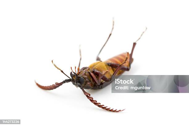 Dead Prionus Bug California - Fotografie stock e altre immagini di Coleottero - Coleottero, Schiacciato, Animale morto