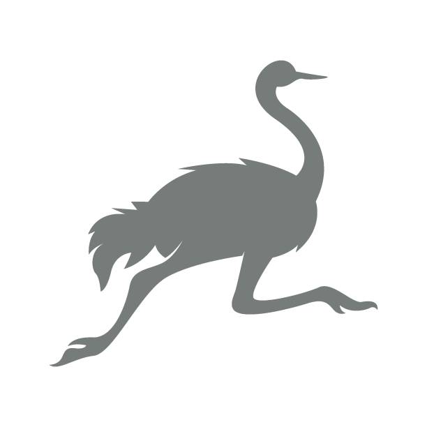 Ostrich icon logo design illustration Ostrich icon logo design illustration template ostrich silhouette stock illustrations