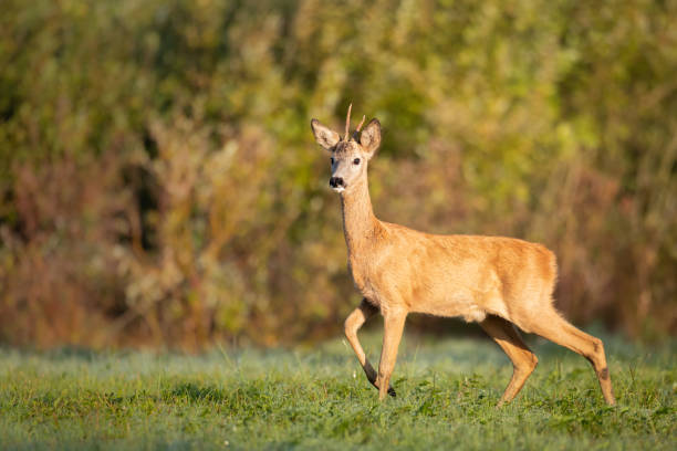 istock Mammals - female Roe deer on green meadow 1442733837