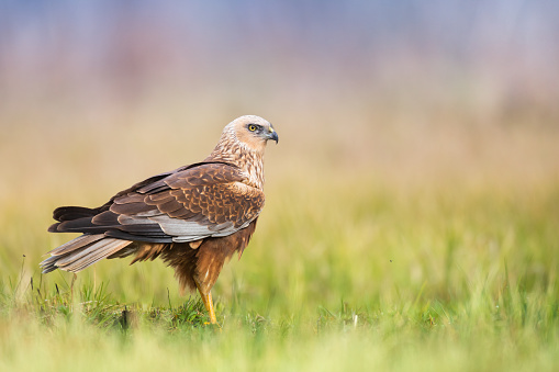 Birds of prey Marsh harrier Circus aeruginosus, hunting time Poland Europe