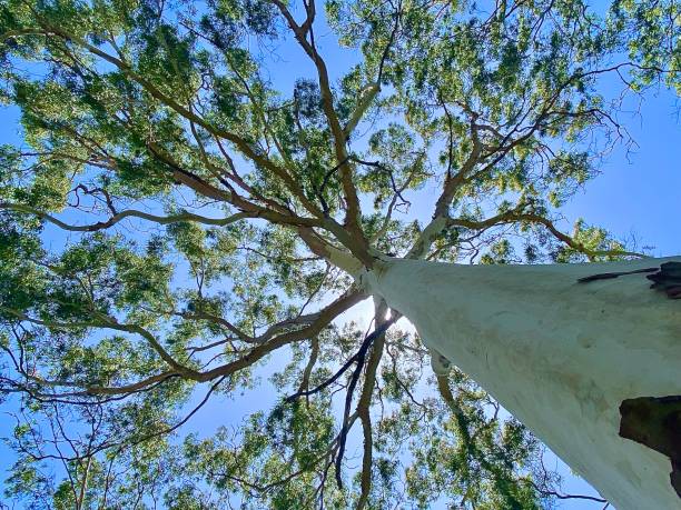 blick nach oben zum gumtree - bluegum tree stock-fotos und bilder