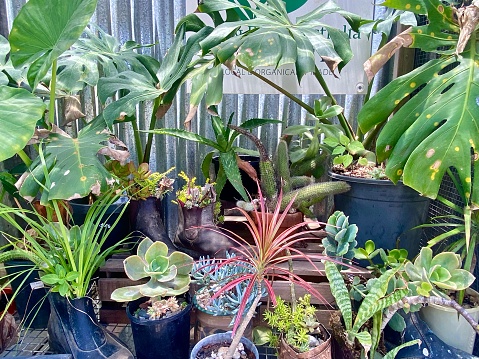 Horizontal still lift of a variety of succulent plants potted into rubber gumboots and work boots against corrugated iron wall in Mullumbimby country Australia