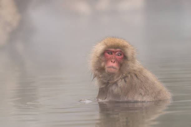 istock Japanese macaque in hot spring 1442734275