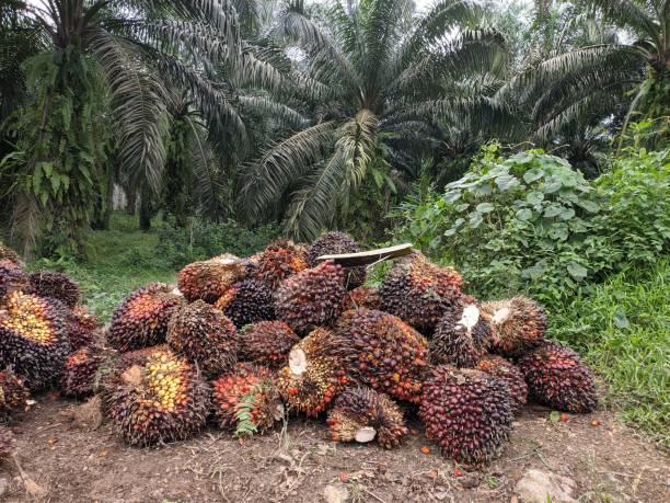 istock Oil palm fruit (elaeis) that is neatly arranged before being transported 1442735336