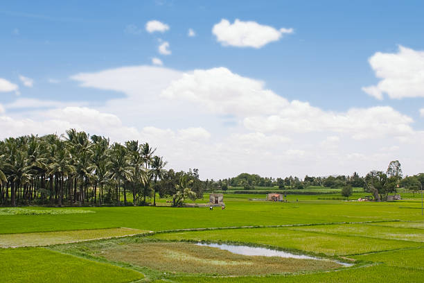 Paddy Field in South India