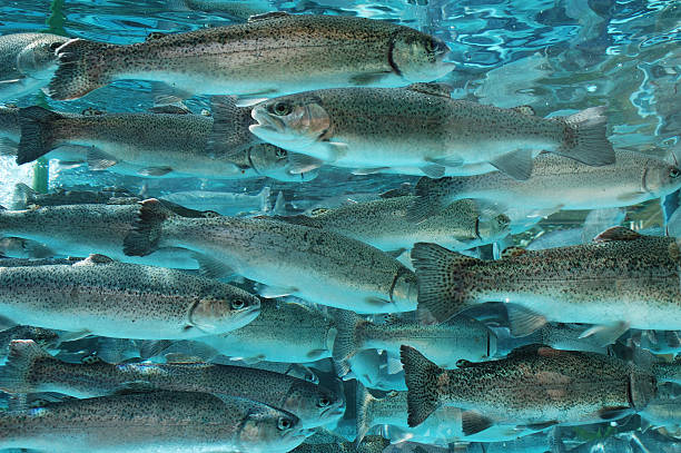 Close-up view of trout underwater trout forelle pear stock pictures, royalty-free photos & images
