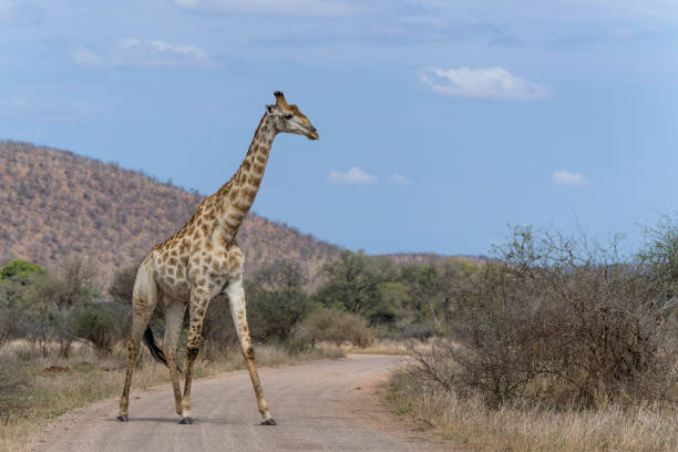 istock Giraffe in the Kruger National Park 1442736964
