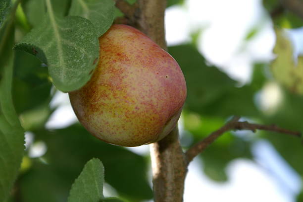 Plum stock photo