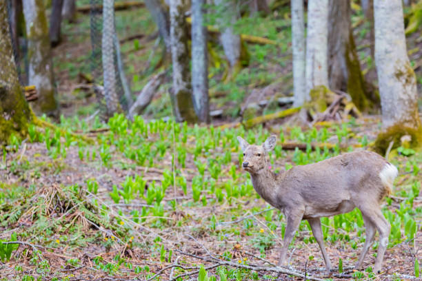 istock hokkaido sika deer in forest 1442737899