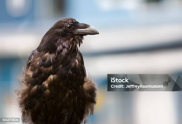 Retrato De Corvo - Fotografias de stock e mais imagens de Agilidade - Agilidade, Alasca, Animal