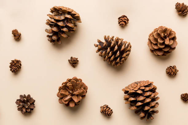 istock pine cones on colored table. natural holiday background with pinecones grouped together. Flat lay. Winter concept 1442738304
