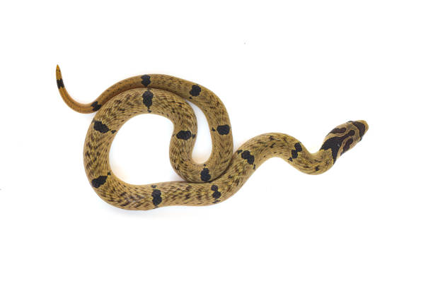 istock Small-banded Kukri Snake curling up on white background 1442738698