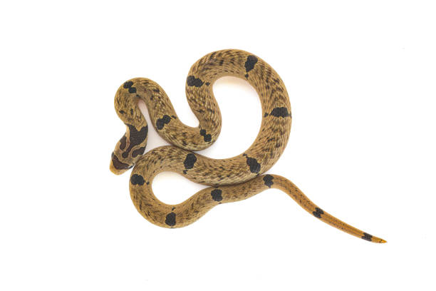 istock Small-banded Kukri Snake curling up on white background 1442738703