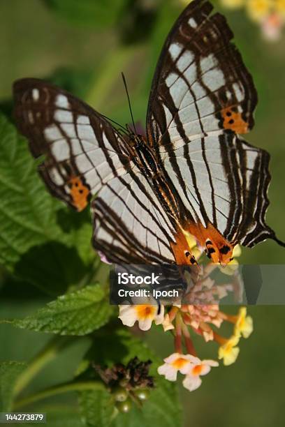 Черный И Белый Butterfly — стоковые фотографии и другие картинки Бабочка - Бабочка, Белый, Вертикальный