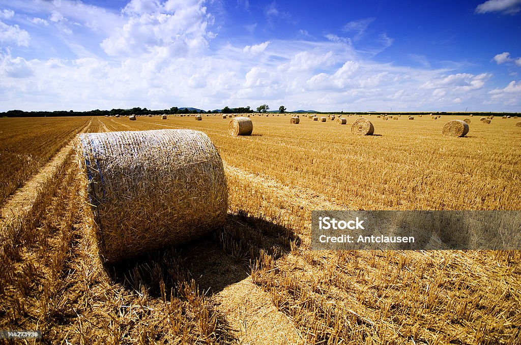 Colheita de outono - Foto de stock de Agricultura royalty-free