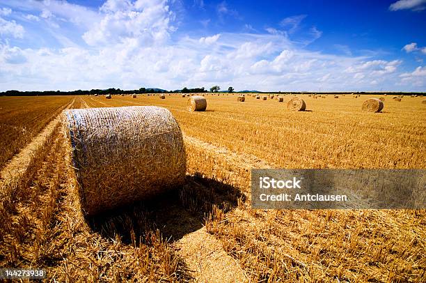 Foto de Colheita De Outono e mais fotos de stock de Agricultura - Agricultura, Alimentar, Azul