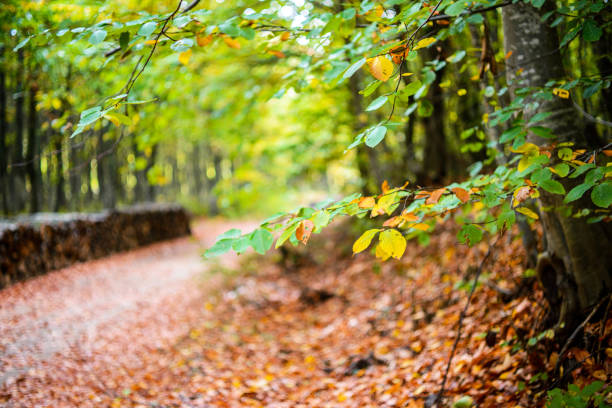 Autumn in the forest, background