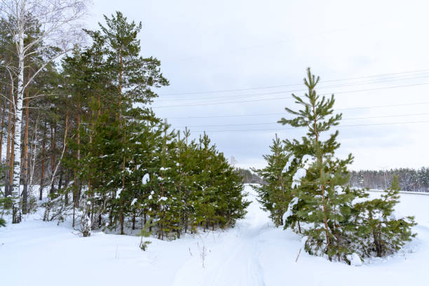 Hiking trail in a snow-covered, beautiful winter landscape on a sunny winter day with blue sky