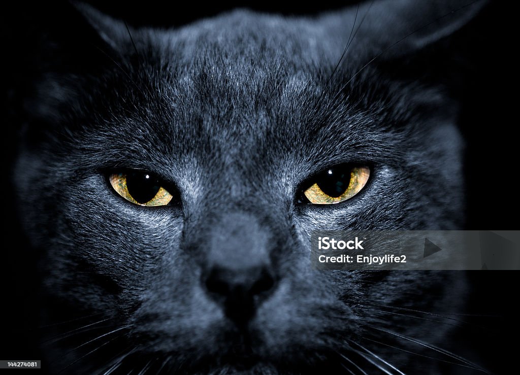 Significa que gato - Foto de stock de Abstrato royalty-free