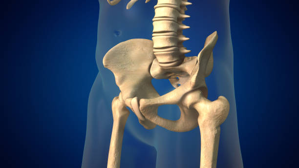 istock Human spine with pelvis medical background 1442740823