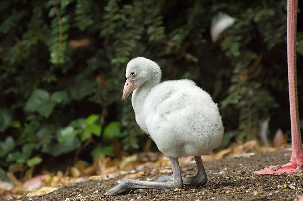 istock cute baby flamingo 144274083