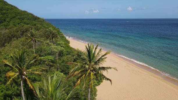 istock Beach and palm tree in Guadeloupe on a beautiful white sand beach 1442740897