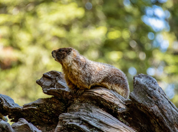 Marmot 1 A marmot sitting on a log in Sequoia National Park. robert michaud stock pictures, royalty-free photos & images