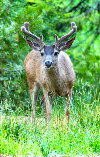 Mule Deer A male mule deer looking at the camera. robert michaud stock pictures, royalty-free photos & images