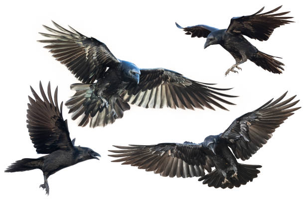 istock Birds flying ravens isolated on white background Corvus corax. Halloween - mix four birds 1442741177