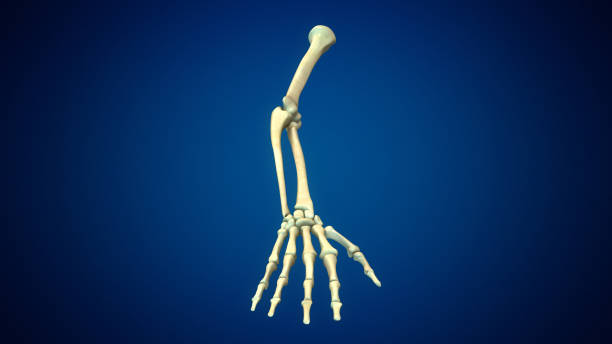 istock Human arms anatomy medical background 1442741271