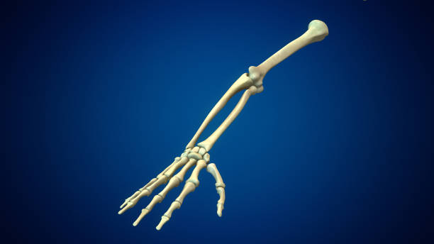 istock Human arms anatomy medical background 1442741273