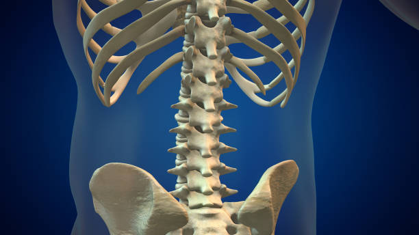 골격 인간의 척추 및 척추 또는 추간판 - orthopedic equipment osteoporosis x ray human spine 뉴스 사진 이미지