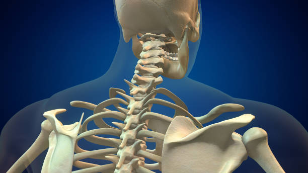 istock Skeletal human spine and vertebral column or intervertebral discs 1442741420