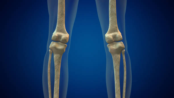 Human knee joint medical background Human knee joint medical background fibula stock pictures, royalty-free photos & images