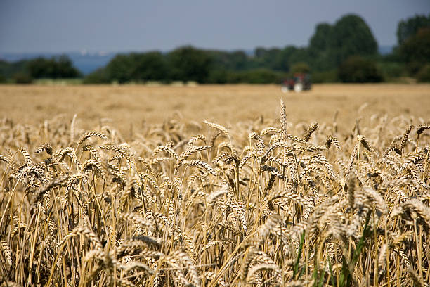 Wheat stock photo