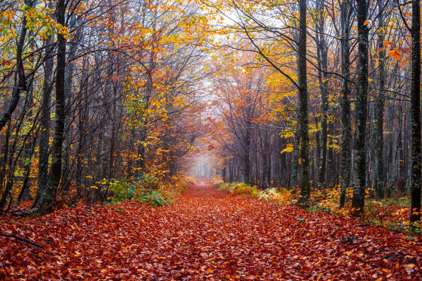 istock foggy beech forest in autumn 1442742700