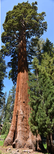 Giant Sequoia A full length image of a giant sequoia tree in Sequoia National Park. The trees grow to a height of 250 - 300 feet. robert michaud stock pictures, royalty-free photos & images