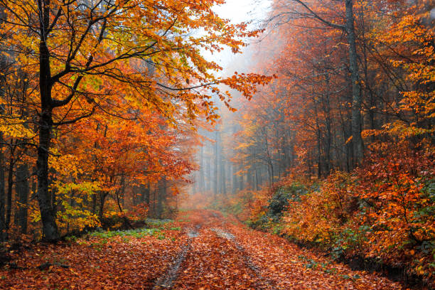 istock foggy beech forest in autumn 1442742766